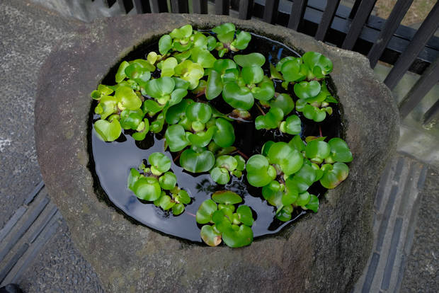 古い水瓶でメダカを飼ってみる ライオーン