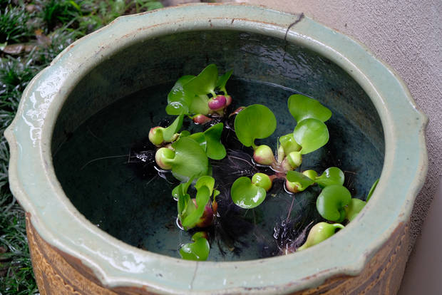 古い水瓶でメダカを飼ってみる ライオーン